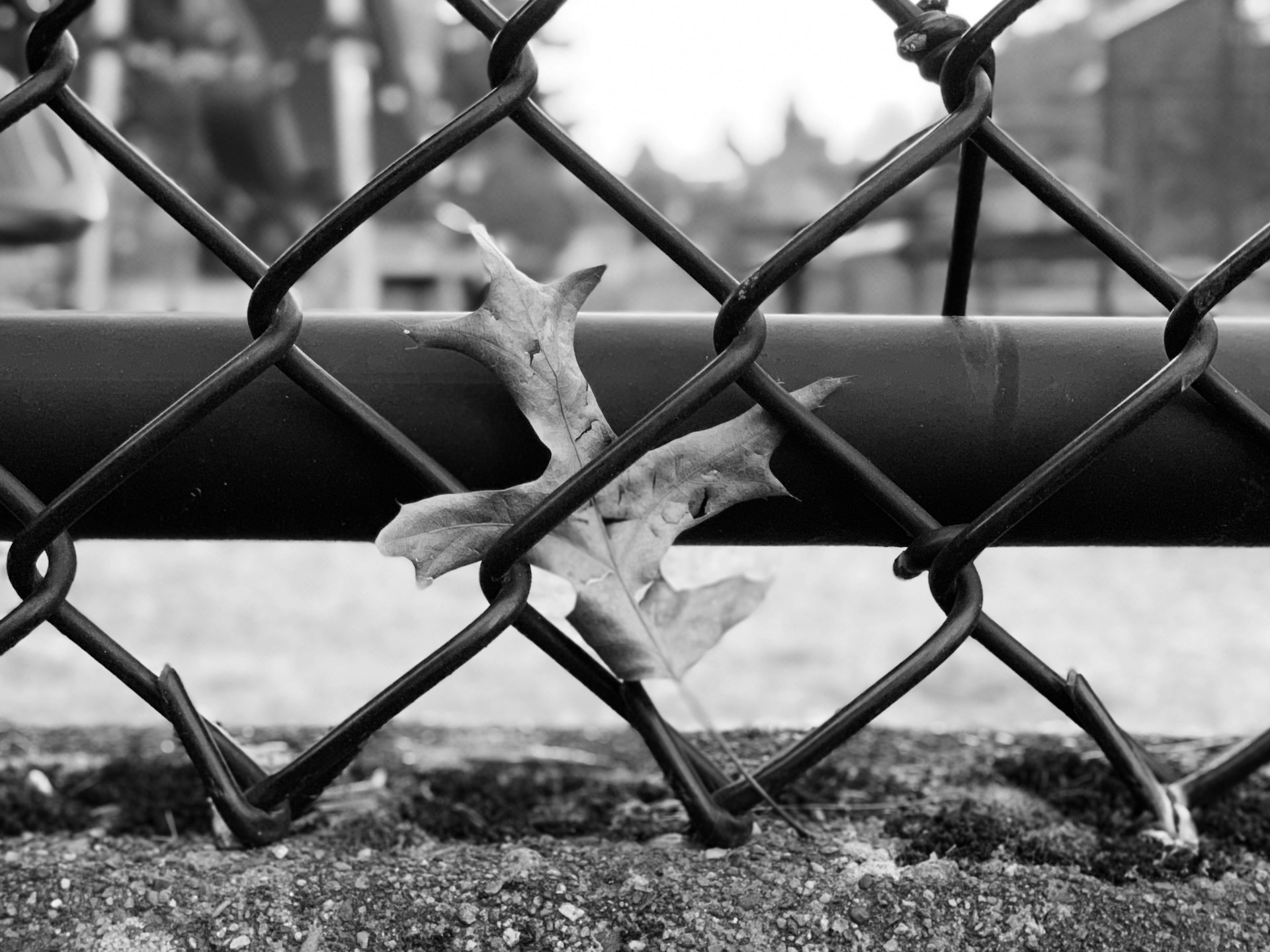 grayscale photo of chain link fence
